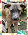 adoptable Dog in Semmes, AL named Bart