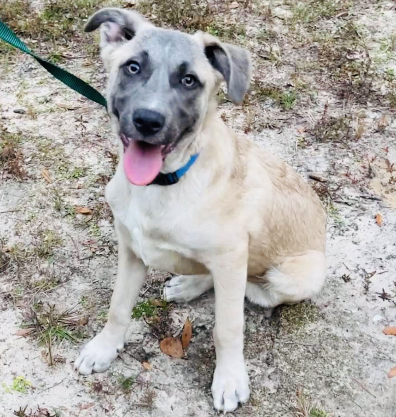 adoptable Dog in Semmes, AL named Bart