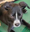 adoptable Dog in , AL named Nyla