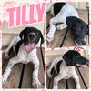 adoptable Dog in  named Tilly