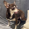 adoptable Dog in , AL named Chase