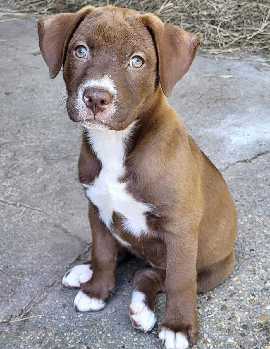 adoptable Dog in Semmes, AL named Remi