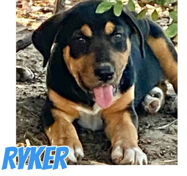 adoptable Dog in Semmes, AL named Ryker