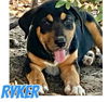 adoptable Dog in , AL named Ryker