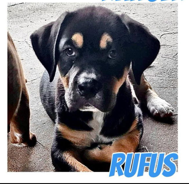 adoptable Dog in Semmes, AL named Rufus