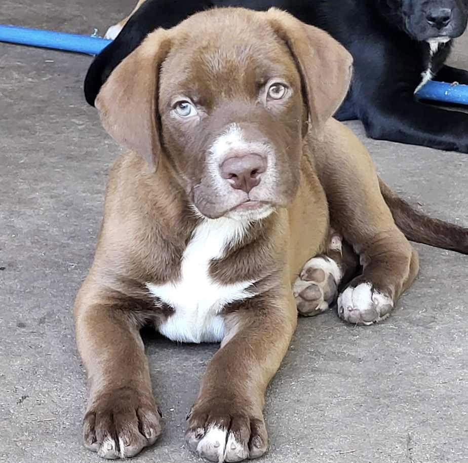 adoptable Dog in Semmes, AL named Ranger