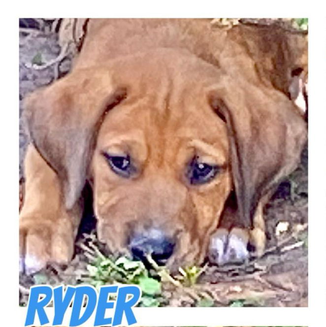 adoptable Dog in Semmes, AL named Ryder