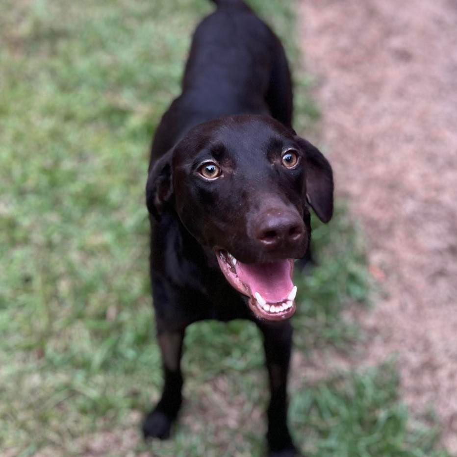 adoptable Dog in Semmes, AL named Brownie