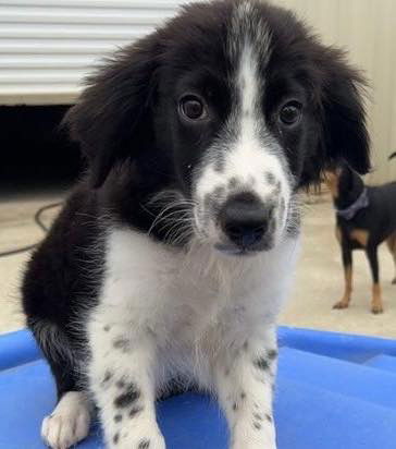 adoptable Dog in Semmes, AL named Anders