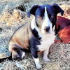 adoptable Dog in semmes, AL named Bobbie Jo