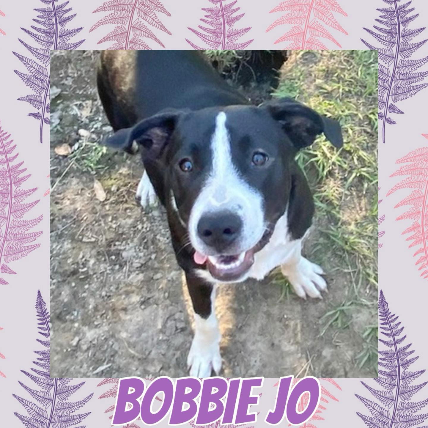 adoptable Dog in Semmes, AL named Bobbie Jo