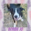 adoptable Dog in  named Bobbie Jo