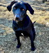 adoptable Dog in Semmes, AL named Bella Lea