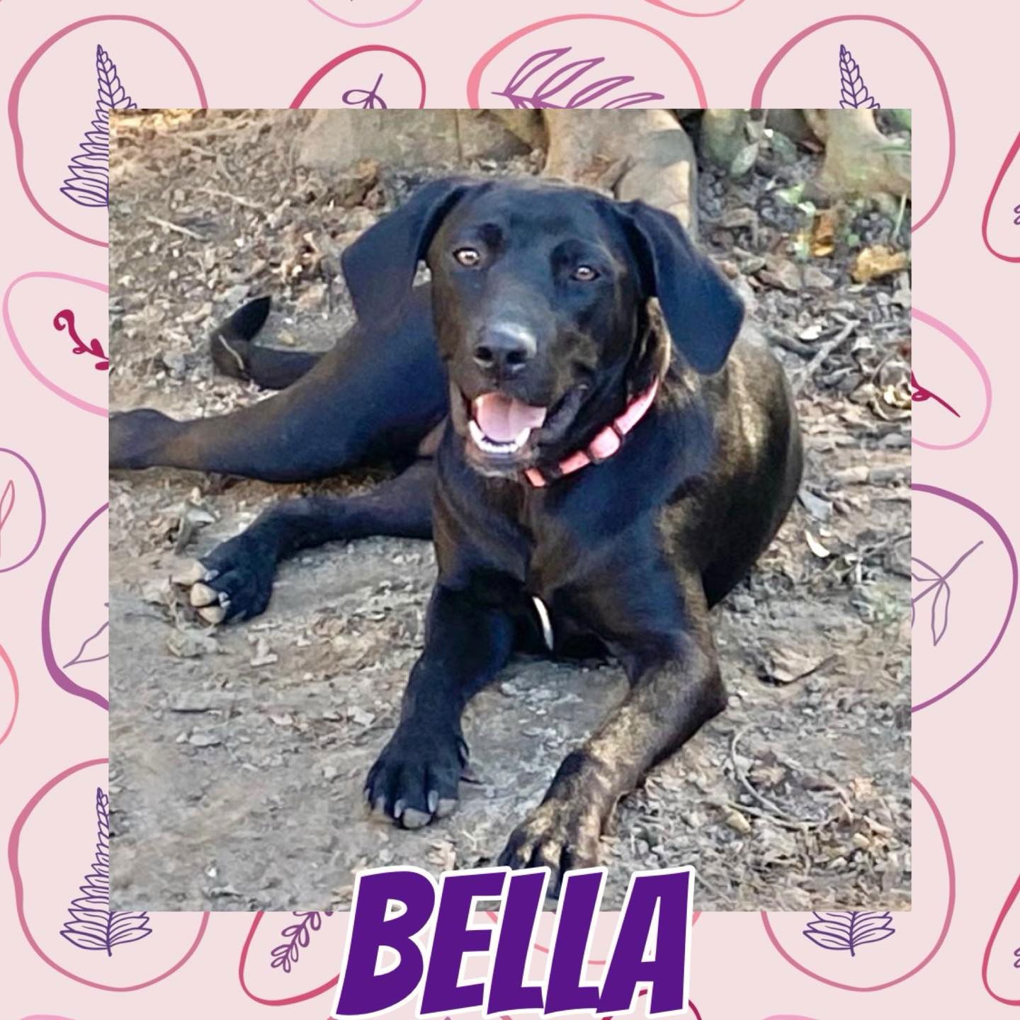 adoptable Dog in Semmes, AL named Bella