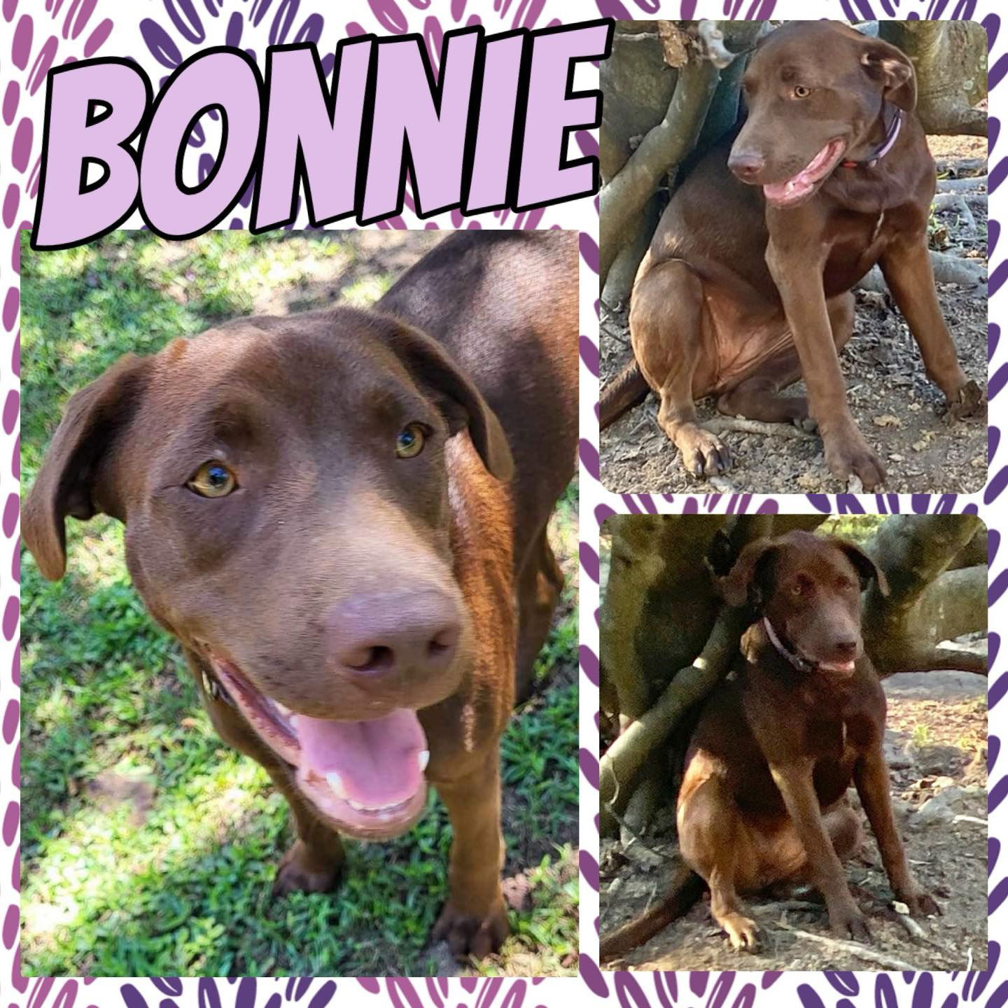 adoptable Dog in Semmes, AL named Bonnie