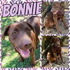 adoptable Dog in , AL named Bonnie