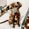 adoptable Dog in semmes, AL named Delilah