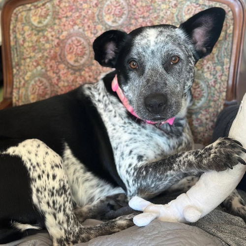 picture of the dog needing adoption