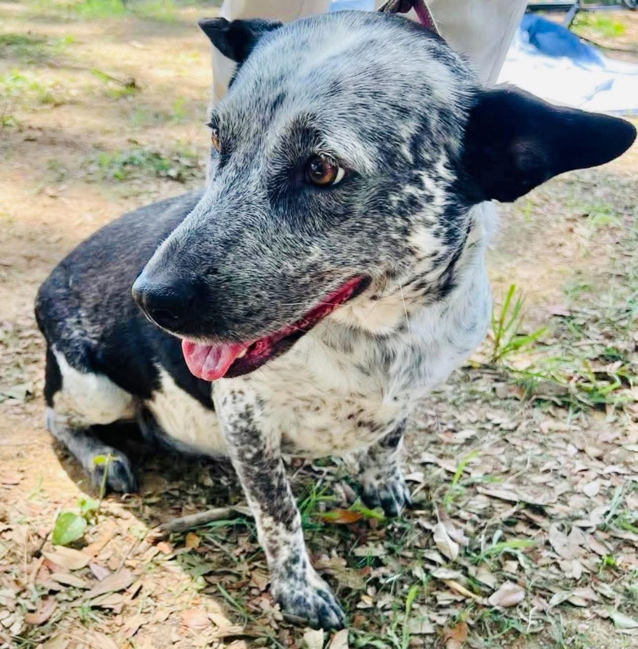 adoptable Dog in Semmes, AL named Kavi