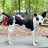 adoptable Dog in , AL named Athena