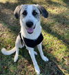 adoptable Dog in  named Ariel