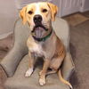 adoptable Dog in semmes, AL named Buddy