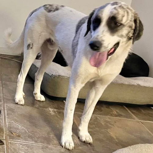 picture of the dog needing adoption