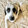 adoptable Dog in  named Axel