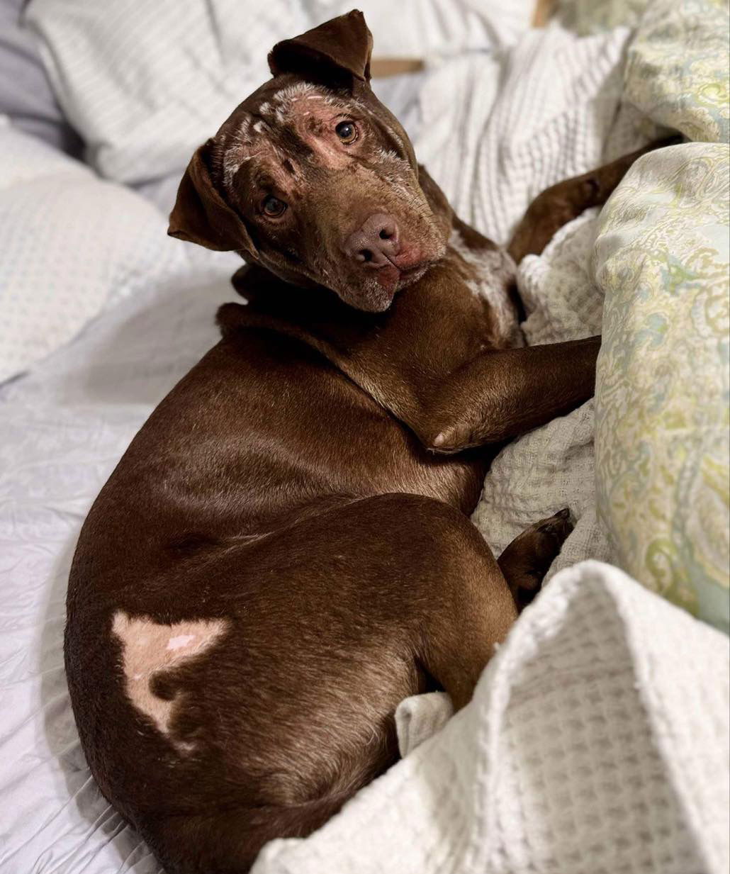 adoptable Dog in Semmes, AL named Ricky