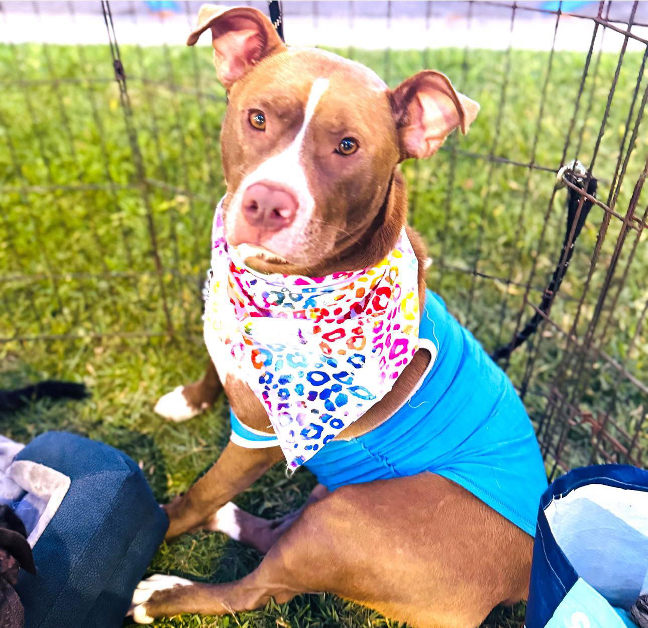 adoptable Dog in Semmes, AL named Ralph