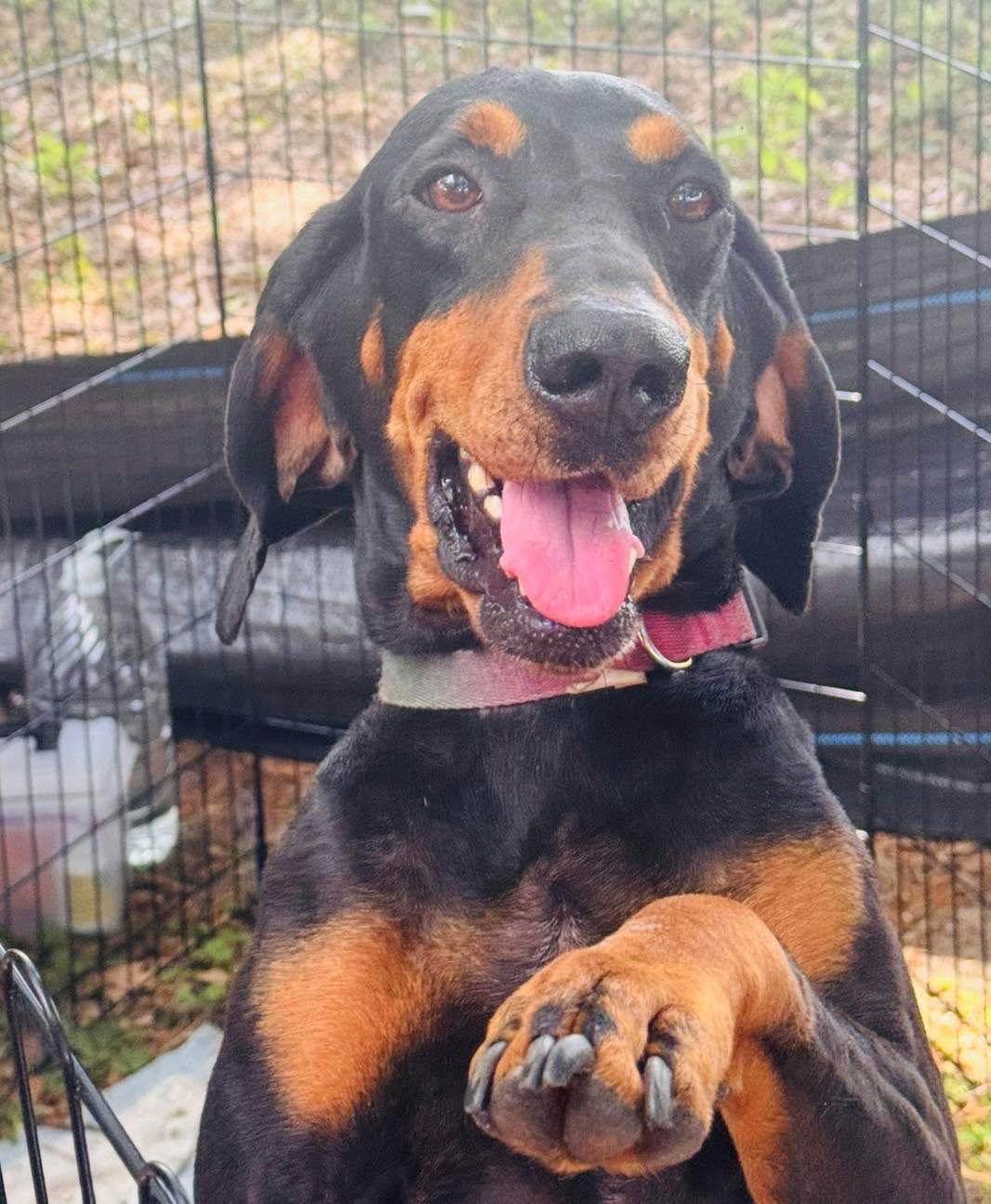 adoptable Dog in Semmes, AL named Dolly