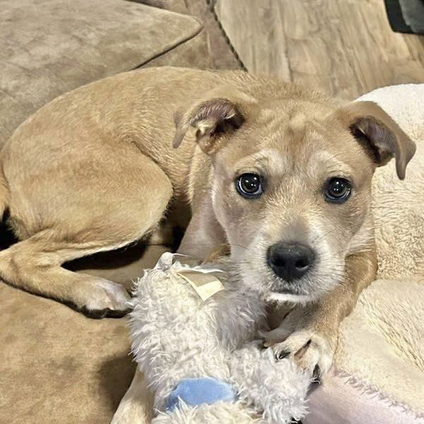 adoptable Dog in Semmes, AL named Gloria aka Opie