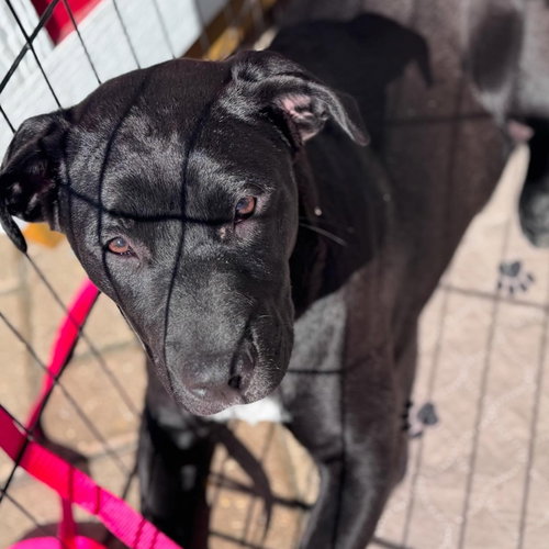 DELCI - Black Labrador Retriever available for adoption