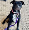 adoptable Dog in semmes, AL named Delci