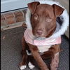 adoptable Dog in semmes, AL named Misty