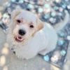 adoptable Dog in semmes, AL named Spanky