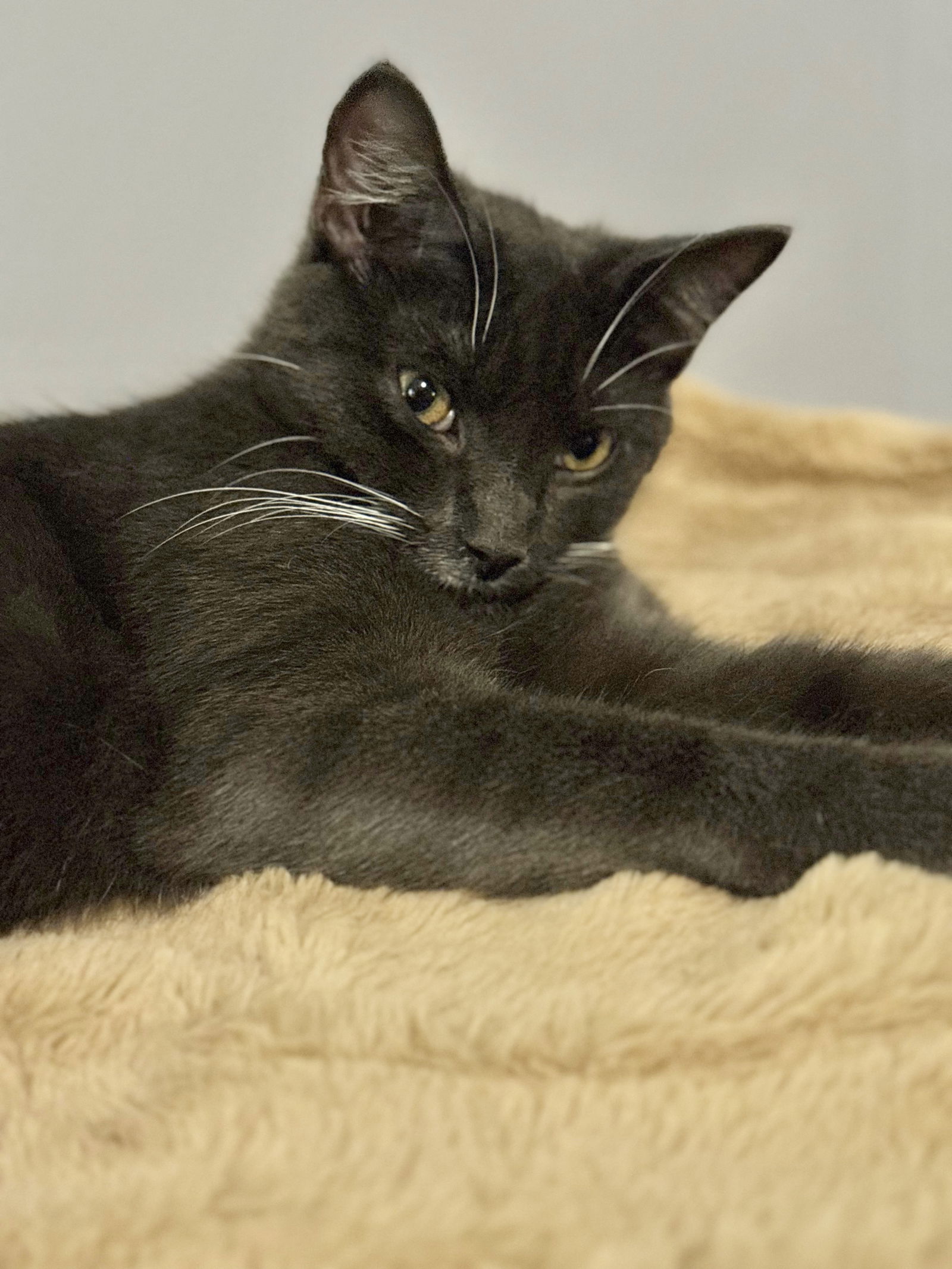 adoptable Cat in Semmes, AL named Skip
