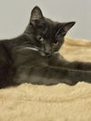 adoptable Cat in semmes, AL named Skip