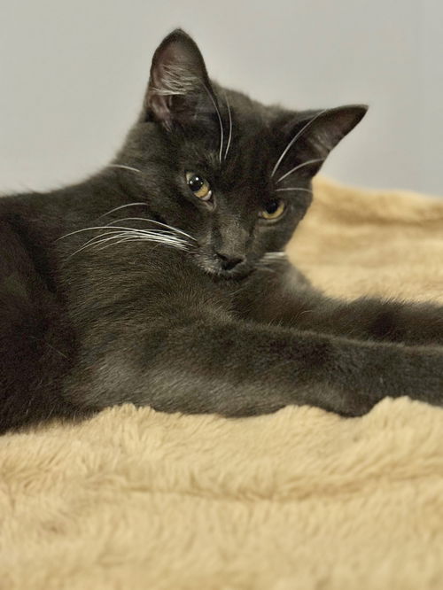 picture of the cat needing adoption