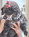 adoptable Dog in semmes, AL named Gracie Lou