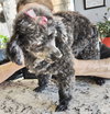 Gracie Lou - Photo 3