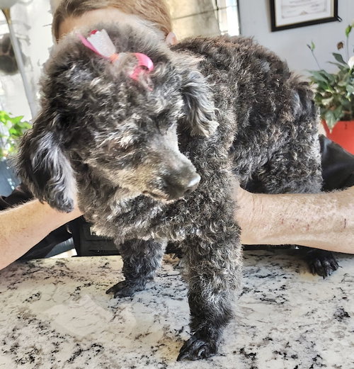 Gracie Lou — thumbnail 3