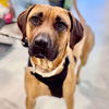 adoptable Dog in semmes, AL named Buck