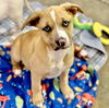 adoptable Dog in semmes, AL named Mercy