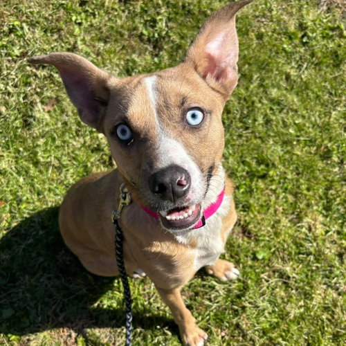MERCY - Catahoula Leopard Dog / Terrier available for adoption