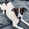 adoptable Dog in semmes, AL named Victor