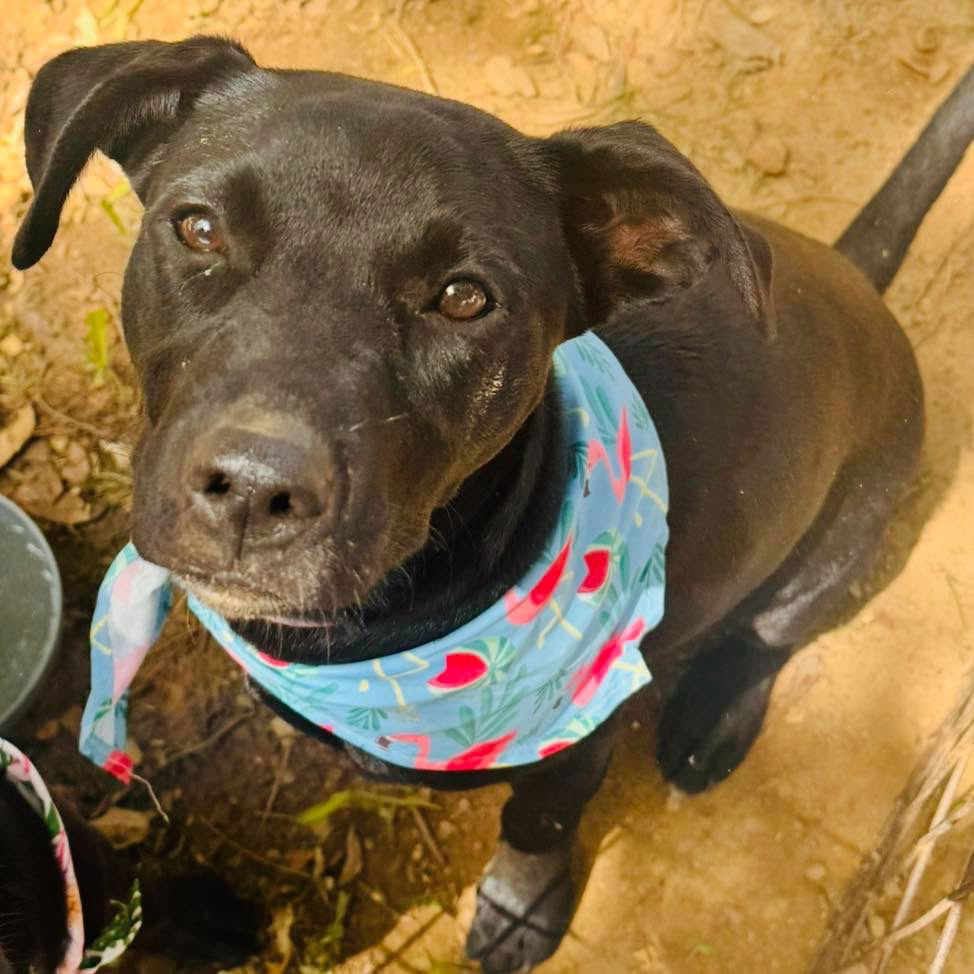 adoptable Dog in Semmes, AL named Kaya