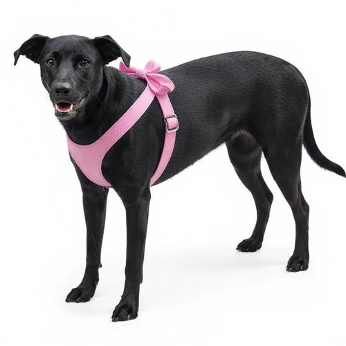 KAYA - Black Labrador Retriever available for adoption