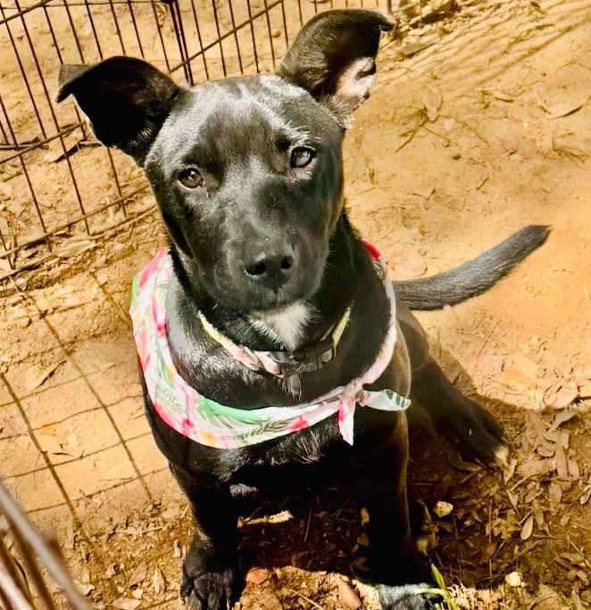 adoptable Dog in Semmes, AL named Kiva