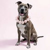 Lainey - Photo 6